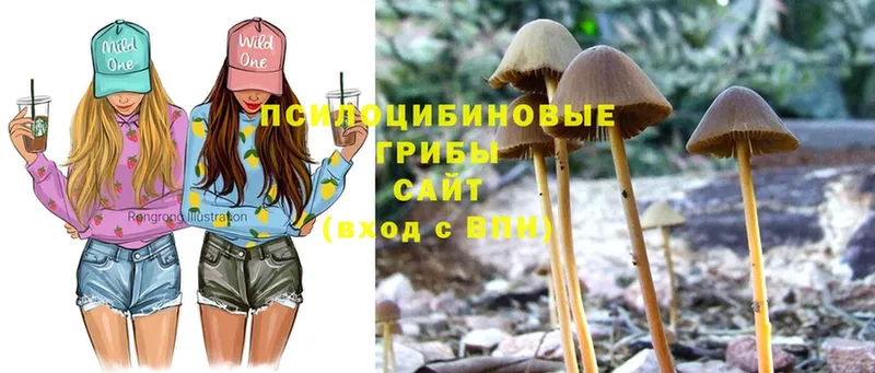 где найти   Анадырь  Галлюциногенные грибы Psilocybine cubensis 